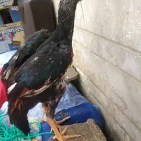 لاری و برهما|حیوانات مزرعه|شیراز, دشت چنار|دیوار