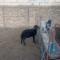 ۲رآس بره نر،بهترین جنس دار ،قزل افشار ،خوراک خور|حیوانات مزرعه|آق قلا, |دیوار