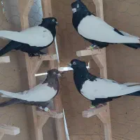 کفتر سینه 5عدد روهم|پرنده|شیراز, نیستان|دیوار