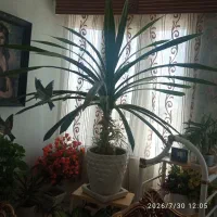 گل طبیعی بزرگ ( پاندانوس )