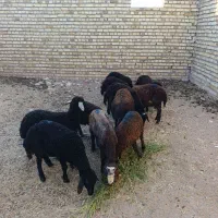 ۱۲ راس بره