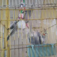 عروس هلندی بالغ سالم وبازی گوش