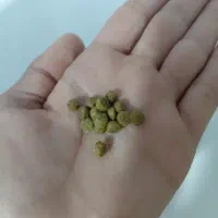 غذا خشک کیتن گربه برند سلبن