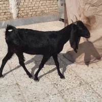 ۳راس بز ماده ابستن|حیوانات مزرعه|اهواز, اسماعیلیه|دیوار