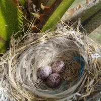 جوجه قناری کشمیر دانخور فوول دستی