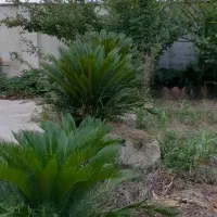 زمین ۳۴۰متر دور دیوار شده در منطقه ای آروم|فروش زمین و ملک کلنگی|رشت, آب آسیاب|دیوار