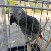 کاسکو /دم قرمز /نر / دو ساله / سخنگو