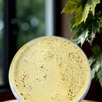 فروش عمده ارده و شیره|خوردنی و آشامیدنی|تهران, هفت حوض|دیوار