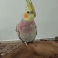 عروس هلندی گم شده