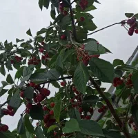 باغ در کوی کاوه باسمنج ،کوچه همافر