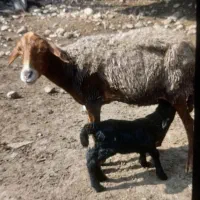 گوسفند دقلو زا