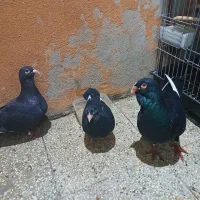 کفتر جفت قره سوری با یه جوجه اصل پاک