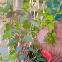 مقداری گل و گیاه طبیعی