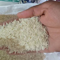 برنج طارم هاشمی کشت دوم گیلان