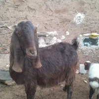 شاه بز پاکستانی|حیوانات مزرعه|تربت‌حیدریه, بازار|دیوار