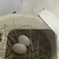 گمشده طوقی|حیوانات|نظرآباد, صالح آباد|دیوار