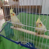 جفت عروس هلندی لوتینو