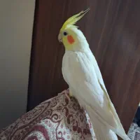 عروس هلندی نر