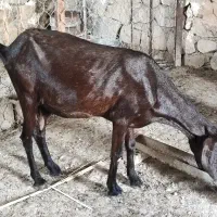بز افغانی آبستن سه قلوزا،خروس محلی، طوقی