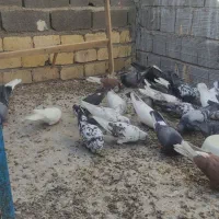 نرو ماده فروشی