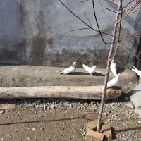 کبوتر سرور|پرنده|اردبیل, |دیوار