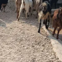 سی بز ابستن|حیوانات مزرعه|بهبهان, |دیوار