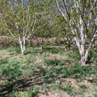 زمین کشاورزی در شوراب صغیر|فروش زمین و ملک کلنگی|شهرکرد, |دیوار