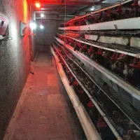 تخم مرغ محلی ( گلپایگانی)