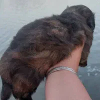 واگزاری سگ شیتزو