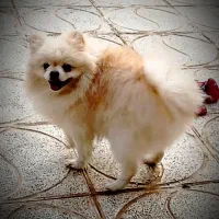 نر پامر پامرانین خرسی|سگ|اصفهان, بهارستان|دیوار