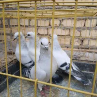 چهارعددشامی گچی کاکلی همگی نرهستند.