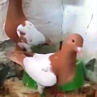 فروش کفتر میولنز