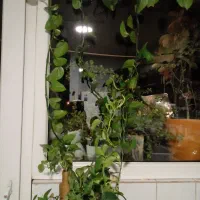 آبشار گل|گل و گیاه طبیعی|اصفهان, شهرک ولیعصر|دیوار