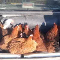 مرغ  روستای  خوب و درجه یک تخم گزار