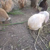 خرگوش زیبا و خوشگل