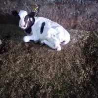 گوساله ۱۵ روزه شیر خوار ماده