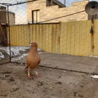 یک‌عدد‌زرد‌‌پرنده‌زیبا‌نوک‌چشم‌سفید