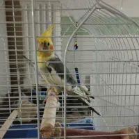 عروس هلندی