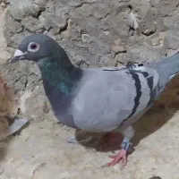 جفت اردن