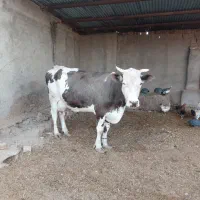 فروش گاو شیری با گوساله|حیوانات مزرعه|زابل, |دیوار