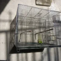 قفس قناری تعویض و فروش