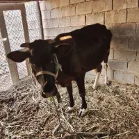 گاو