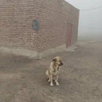 سگ سرابی ماده