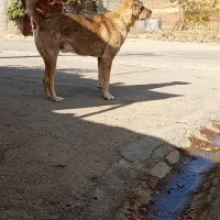 سگ دزدیده شده|حیوانات|سنقر, |دیوار