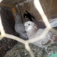 کفتر|پرنده|سیرجان, |دیوار