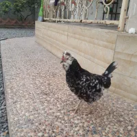 یک‌جفت مرغ و خروس گلین