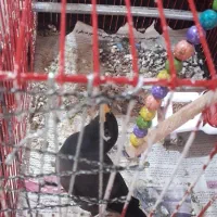 مینا پرنده|پرنده|تربت جام, معدآباد|دیوار