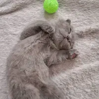 گربه اسکاتیش ماده|گربه|کرمان, |دیوار