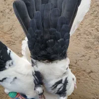 کبوتر رنگی|پرنده|شیراز, محمدیه|دیوار