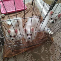 فروش سگ پامر سه ماه|سگ|نجف‌آباد, شهید رجایی|دیوار